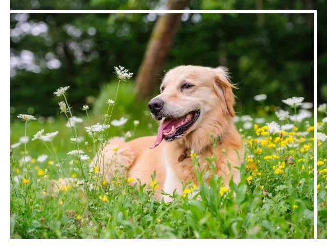 pies leżący na trawie i kwiatach